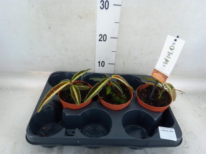 <h4>Planten Groen   ...L%</h4>