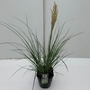 Cortaderia selloana