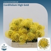 Leucospermum High Gold