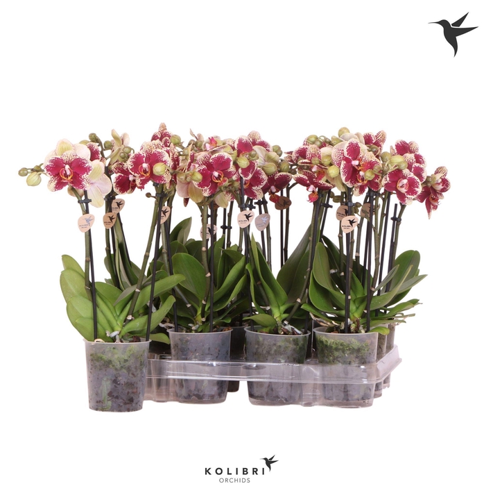 <h4>Kolibri Orchids Phalaenopsis Diamond 2 spike</h4>