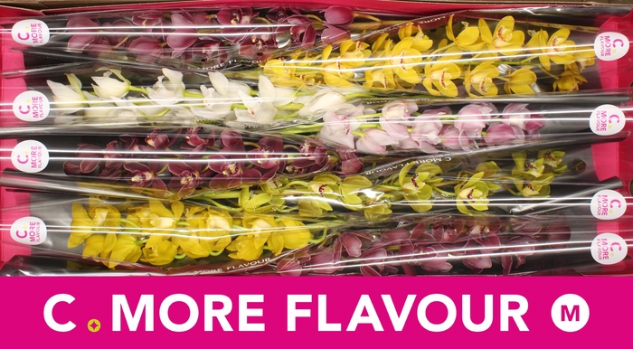 <h4>CYMB MI GEM</h4>