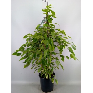 Ficus benja. 'Golden King'