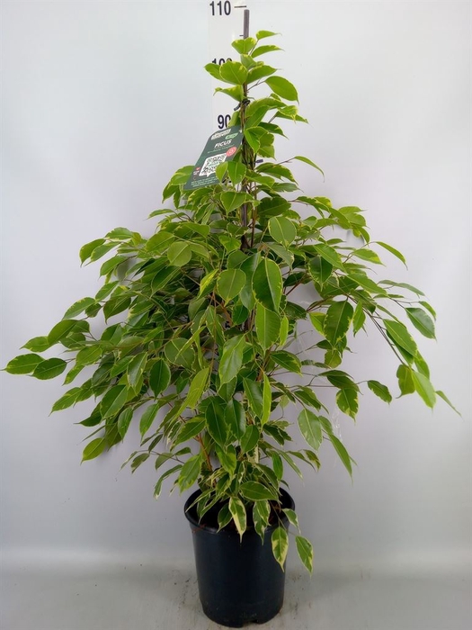 <h4>Ficus benja. 'Golden King'</h4>