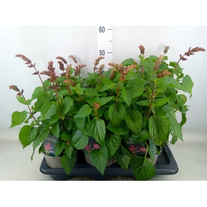 Salvia  'Salgoon Lake Flamingo'