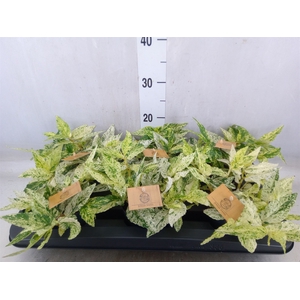 Pellionia repens