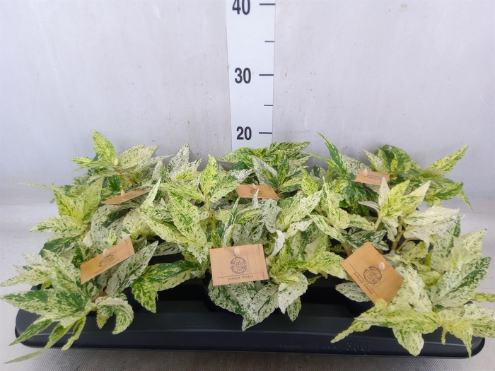 <h4>Pellionia repens</h4>