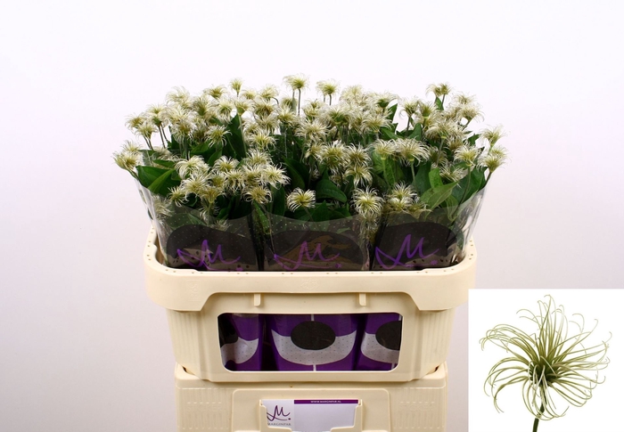 <h4>Clematis Amazing Kibo</h4>