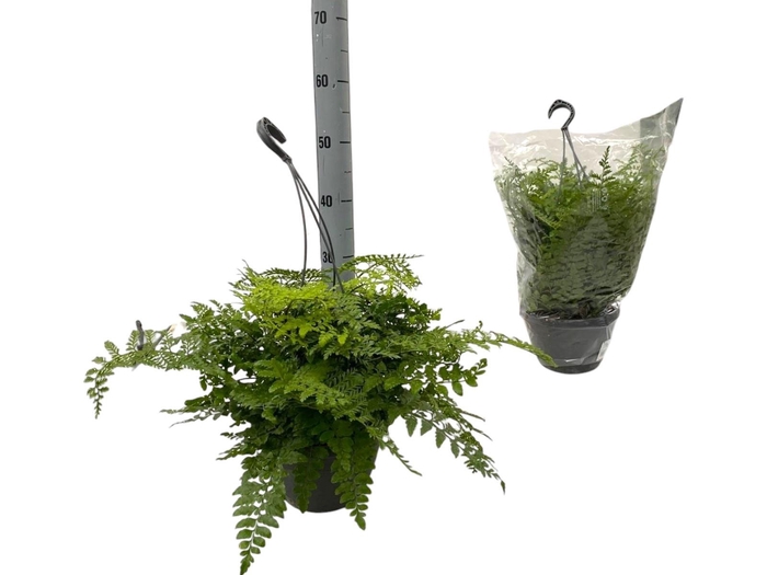 <h4>ASPLE PARVATI</h4>