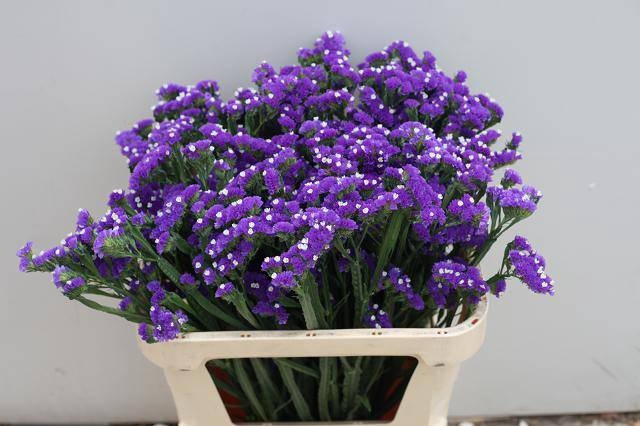 <h4>LIM S CRYST DARK BLU</h4>
