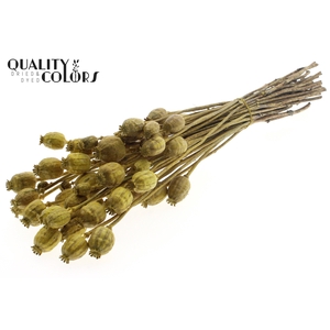 Papaver per bunch Metallic Yellow