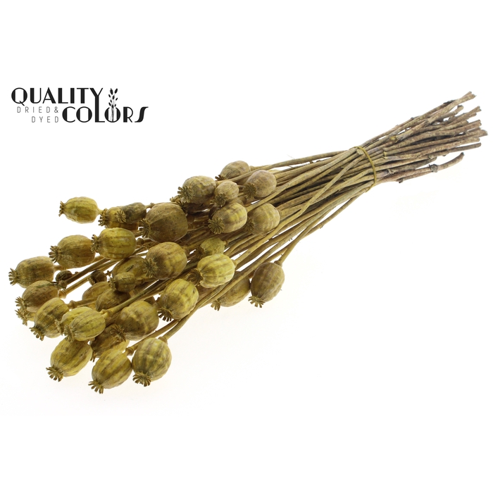 <h4>Papaver per bunch Metallic Yellow</h4>