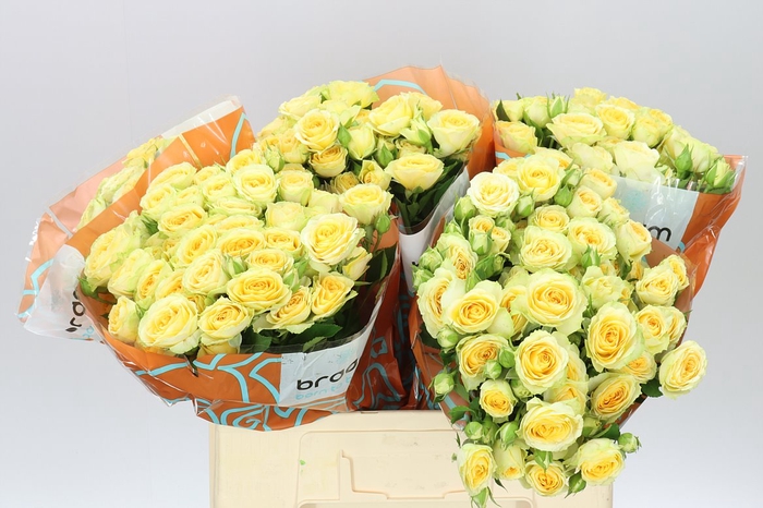 <h4>Rosa Tr Bandolero</h4>