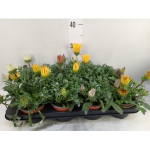 Gazania rig. 'Gazoo Formula'