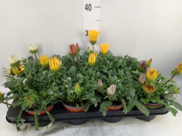<h4>Gazania rig. 'Gazoo Formula'</h4>