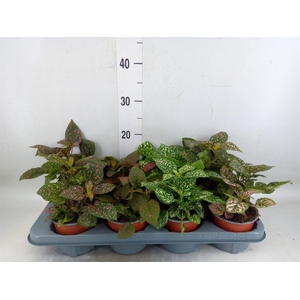 Hypoestes phyllo. 'Confetti C' .mix