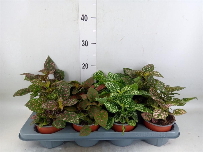 <h4>Hypoestes phyllo. 'Confetti C' .mix</h4>