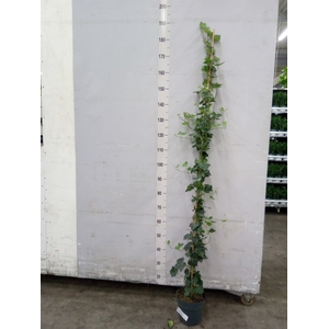 Hedera hibernica