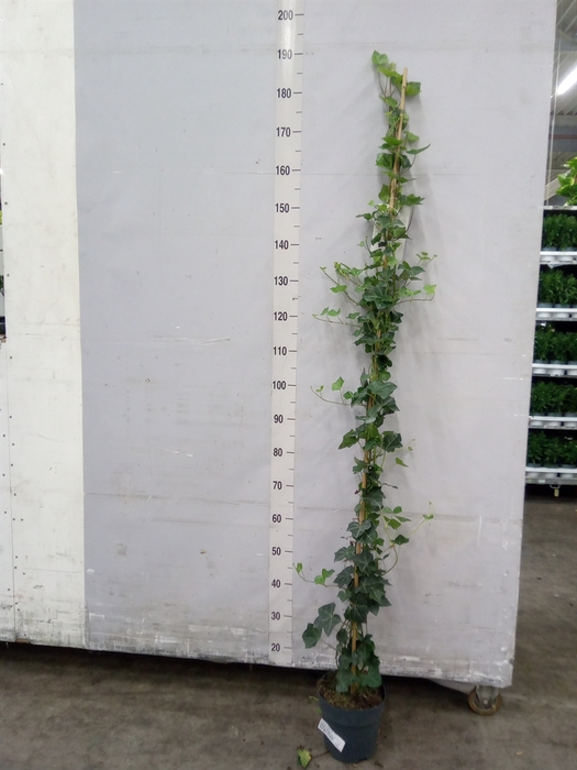 <h4>Hedera hibernica</h4>