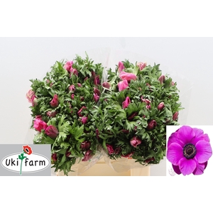 ANEM CO GALIL PURPER