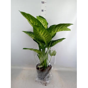 Dieffenbachia seg. 'Reeva'