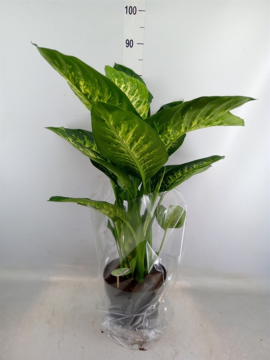 <h4>Dieffenbachia seg. 'Reeva'</h4>