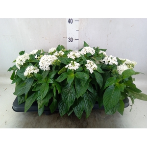 Pentas  'Graffiti White'