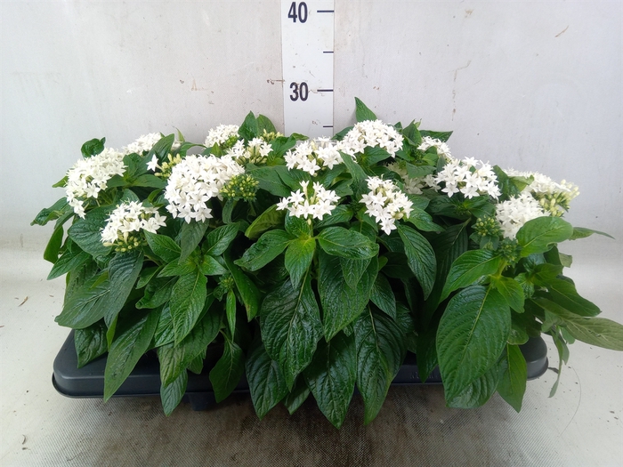 <h4>Pentas  'Graffiti White'</h4>