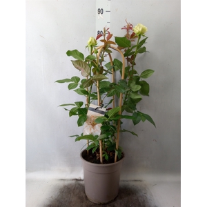 Rosa FL 'Wedding Select'