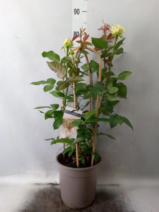 <h4>Rosa FL 'Wedding Select'</h4>