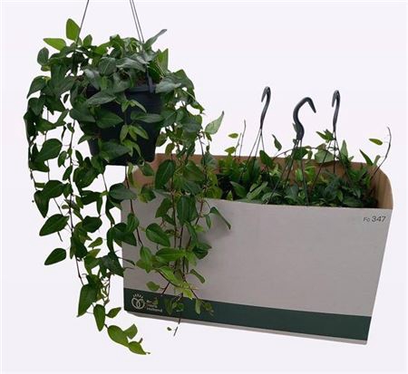 <h4>Hed Helix Ov Hangpot</h4>