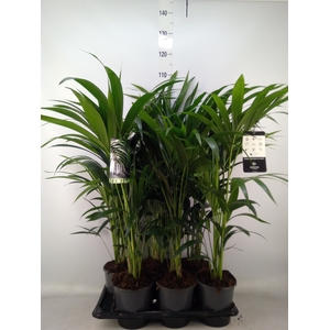 Howea forsteriana
