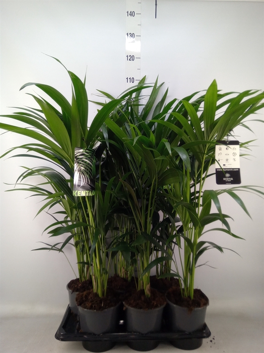 <h4>Howea forsteriana</h4>