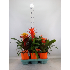 Bromelia   ...mix
