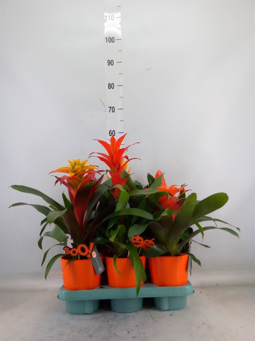 <h4>Bromelia   ...mix</h4>
