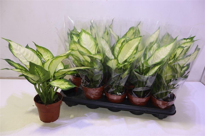 <h4>Dieff Camilla</h4>