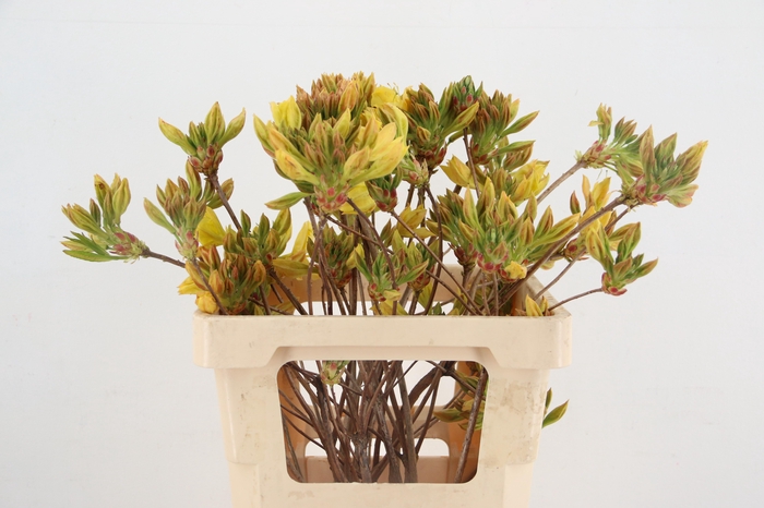 <h4>RHODO. YELLOW 050CM</h4>
