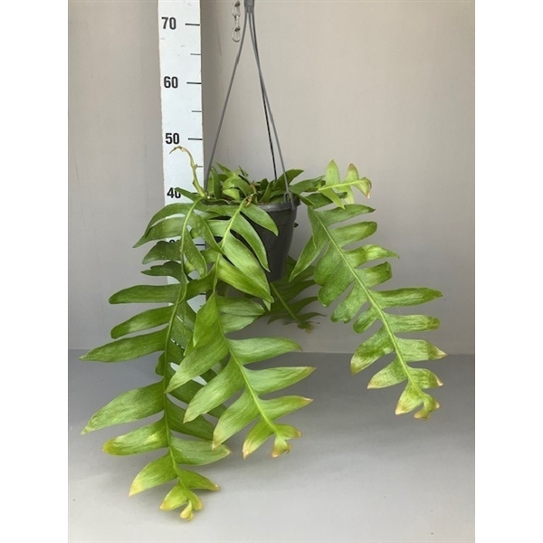 <h4>Epiphyllum Chrysocardium 18 cm</h4>