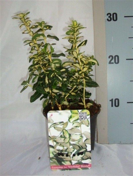 <h4>Euonymus fortunei Blondy</h4>