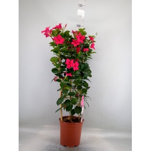 Mandevilla sand. 'SumStar Pink'
