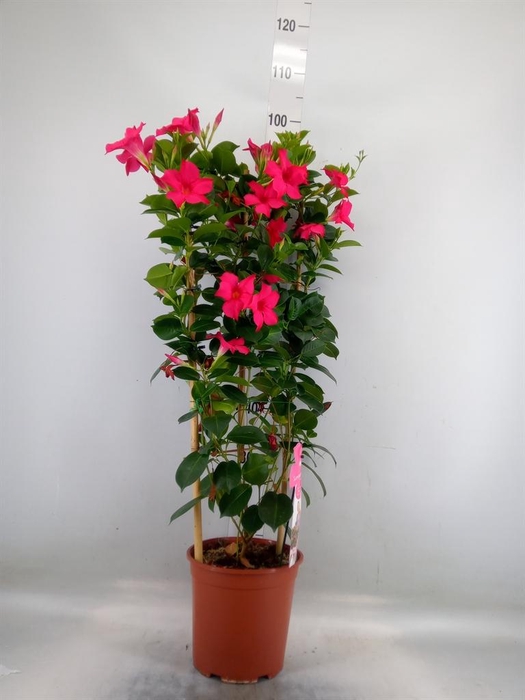 <h4>Mandevilla sand. 'SumStar Pink'</h4>