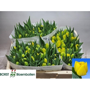 Tu Du Double Trouble