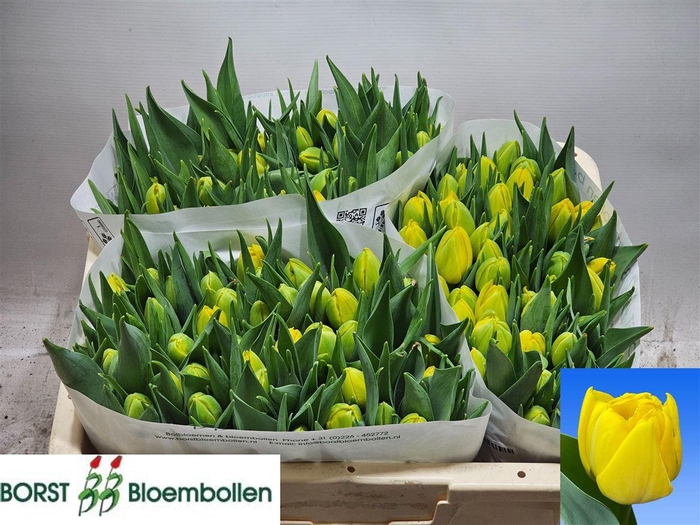 <h4>Tu Du Double Trouble</h4>