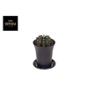 Gymno Cactus 'Green'