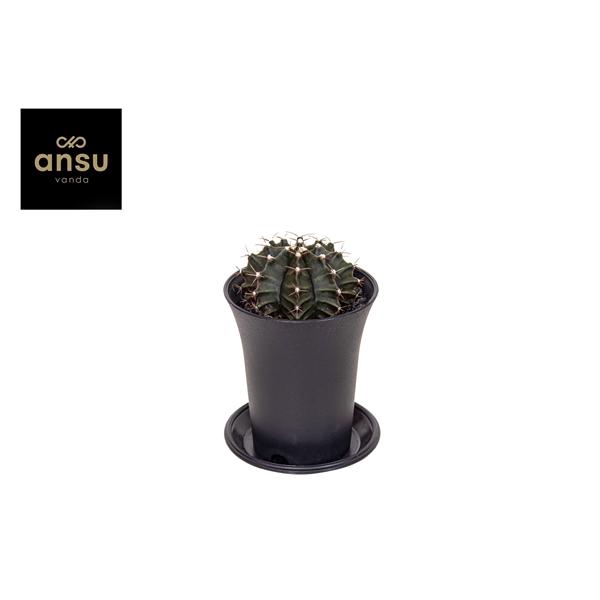 <h4>Gymno Cactus 'Green'</h4>