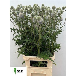 Echinops White Charles