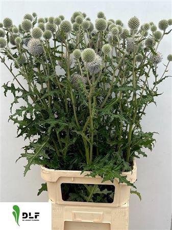 <h4>Echinops White Charles</h4>