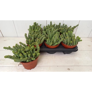 Crassula marnieriana 13Ø 20cm