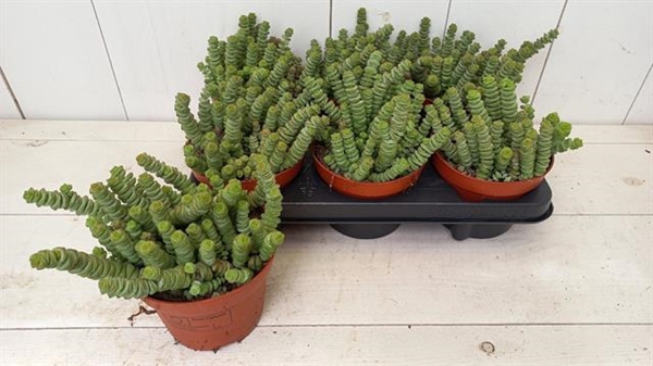 Crassula marnieriana 13Ø 20cm