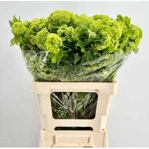 Viburnum Opulus Roseum (per bunch)