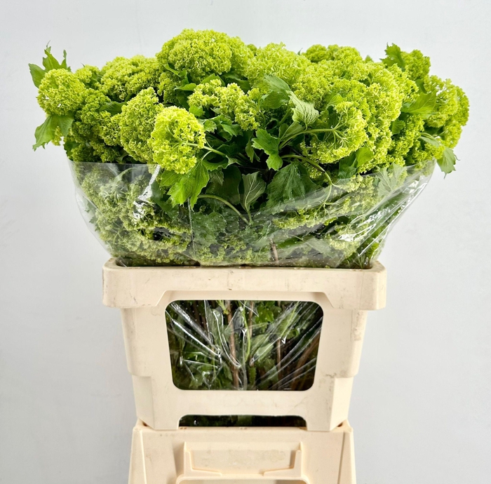 <h4>Viburnum Opulus Roseum (per bunch)</h4>